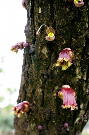 Mexican Calabash flower, Crescentia alata HBK, Bloom wild flora with light backgroundの写真素材