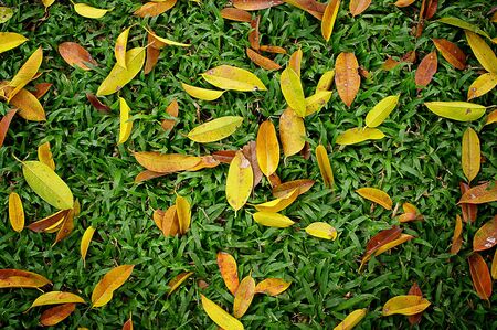 Leaves on green sward, Autumn conceptの写真素材