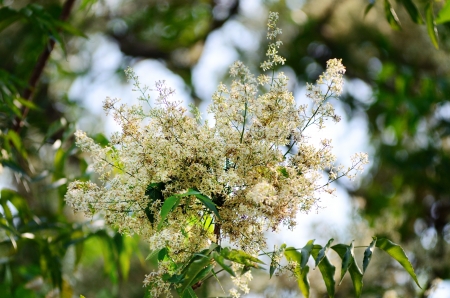 Margosa flower or Neem flowers in Thailandの写真素材