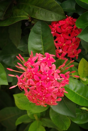 Ixora red flower in gardenの写真素材
