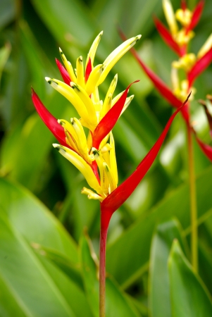Flower  Parrot Heliconia の写真素材