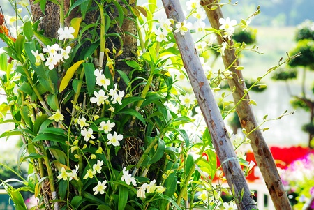 Orchid in romantic garden with river background in Chiang Rai, Thailandの写真素材