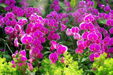 Nice purple orchid with sunlight shine through の写真素材