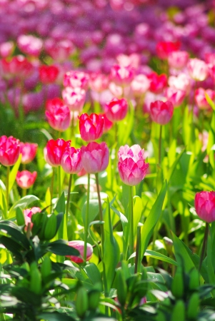Nice Tulip garden in Thailandの写真素材