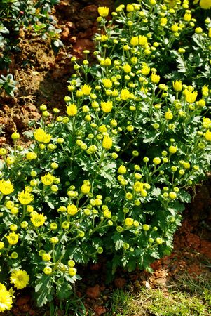 Nice yellow mum flower blooming in gardenの写真素材