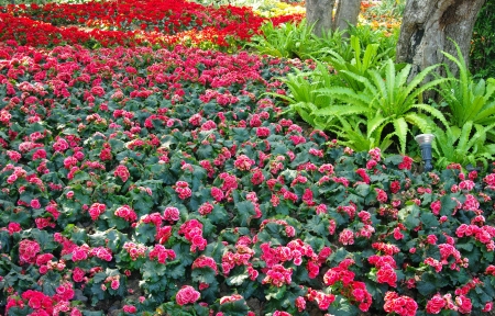 Nice flower decoration in gardenの写真素材