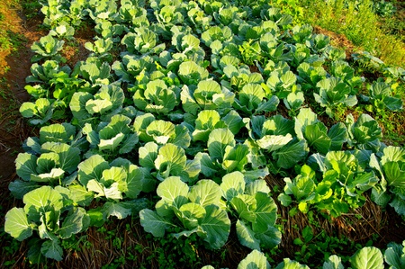 Fresh vegetable on ground with morning lightの写真素材