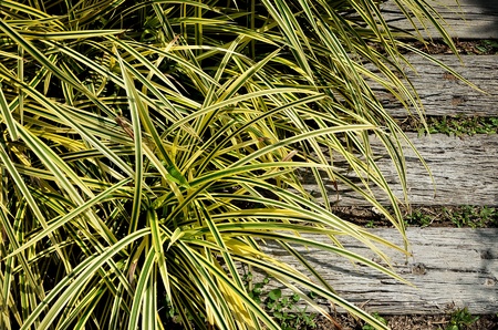 Nice yellow plant beside wooden walk wayの写真素材