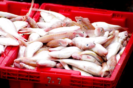 Sea fish in red basket waiting for weight at Sriracha, Thailandの写真素材