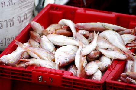 Sea fish in red basket waiting for weight at Sriracha, Thailandの写真素材