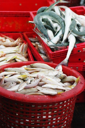 Sea fish in red basket waiting for weight at Sriracha, Thailandの写真素材