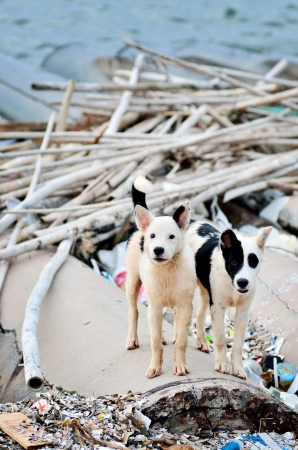 Cute stray dog at the sea, Thailandの写真素材