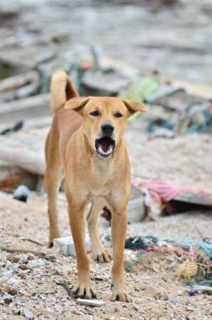 Barking dog on the dirty beachの写真素材