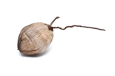 Dry coconut isolated on white backgroundの写真素材