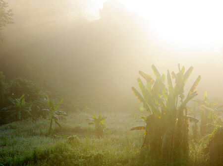 Morning light with fog in countryside of Thailandの写真素材