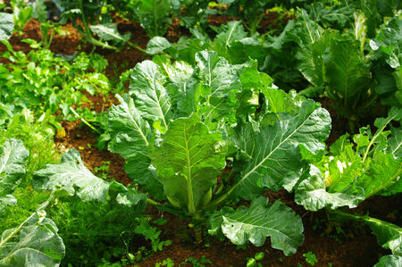 Vegetable growing upの写真素材