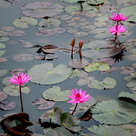 Pink lotus flower in the water の写真素材