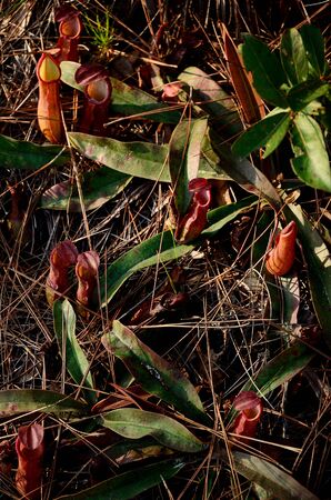Group of Nepenthes at Phu Kradueng National Park, Thailandの写真素材
