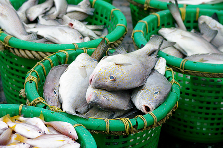 Fish in basket, Fishery industrailの写真素材