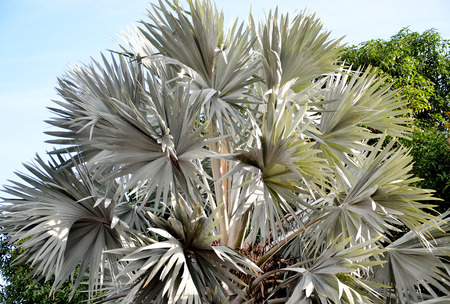 Palm tree leaf in gardenの写真素材