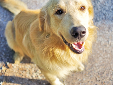 Cute dog smile, Golden retrieverの写真素材