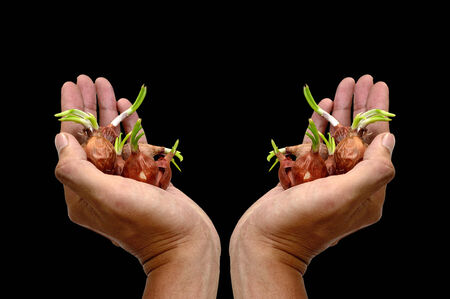 Shallots bulb on hand isolatedの写真素材