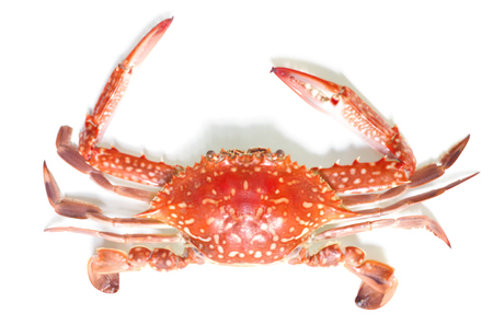 Boiled crab isolated on white background の写真素材