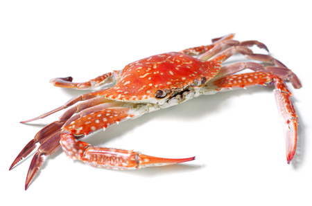 Boiled crab isolated on white の写真素材