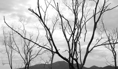 Dead tree with sky backgroundの写真素材