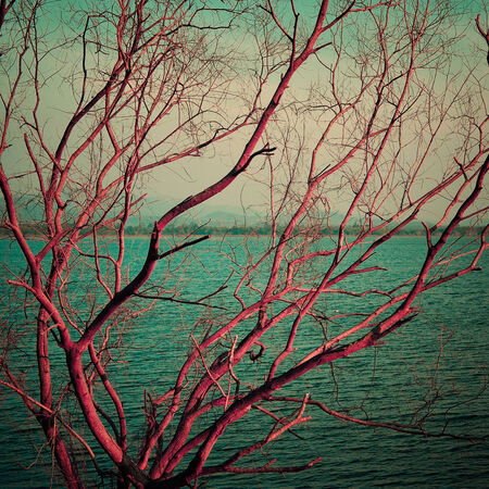 Vintage pink dry tree at lake, Abstract landscapeの写真素材