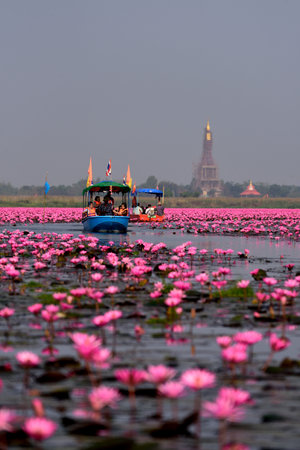 UDONTHANI, THAILAND - JANUARY 31,Tourist boat travel for see pink lotus lake on January 31, 2015 in Nong Han Udonthani, Thailandのeditorial素材