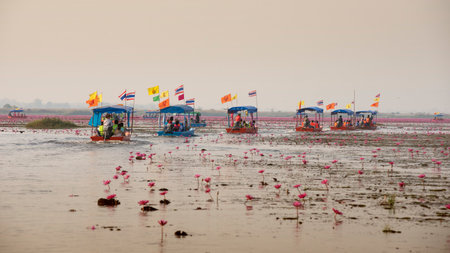 UDONTHANI, THAILAND - JANUARY 31 : Tourist boat travel for see pink lotus lake on January 31, 2015 in Nong Han, Udonthani, Thailandのeditorial素材