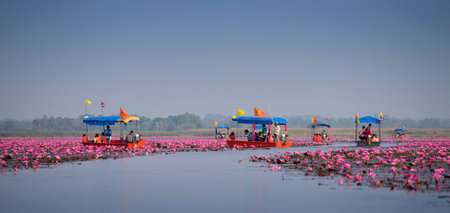 UDONTHANI, THAILAND - JANUARY 31 : Tourist boat travel for see pink lotus lake on January 31, 2015 in Nong Han, Udonthani, Thailandのeditorial素材