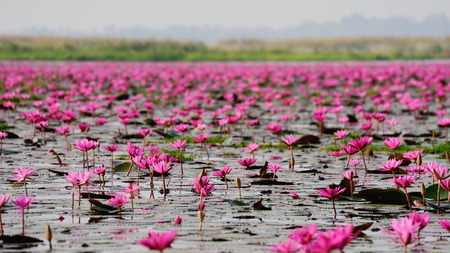 Sea of pink lotus,Nong Han, Udon Thani, Thailand (unseen in Thailand)の写真素材