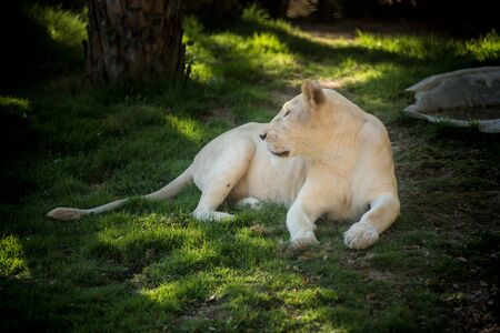 African female lionの写真素材