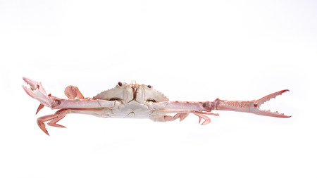 Crab streamed isolated on whiteの写真素材