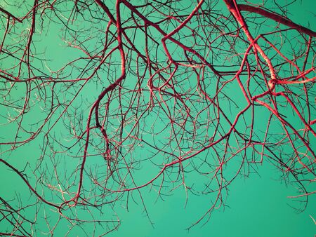 Branches of dry wood with blue sky space in vintage color styleの写真素材