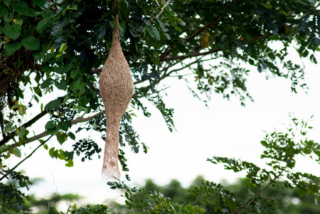 Ricebird nest hanging on tree, Thailandの写真素材