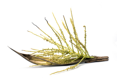 Flower of coconut tree isolated on white background, Spadixの写真素材