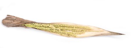 Flower of coconut tree isolated on white background, Spadixの写真素材