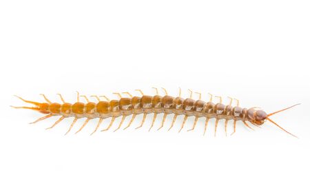 Centipede isolated on white backgroundの写真素材