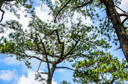 Khasiya Pine Pinus kesiya Royle ex Gordonの写真素材