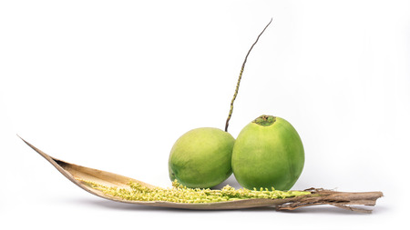 Coconut with spadix isolated on white backgroundの写真素材