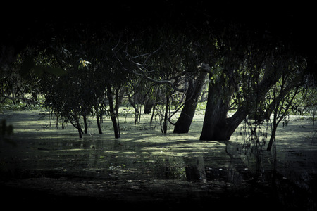 Tree with flooding in swampの写真素材