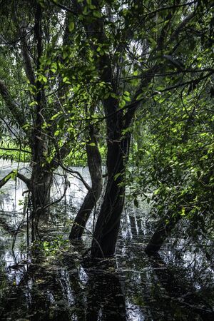 Tree with flooding in swampの写真素材