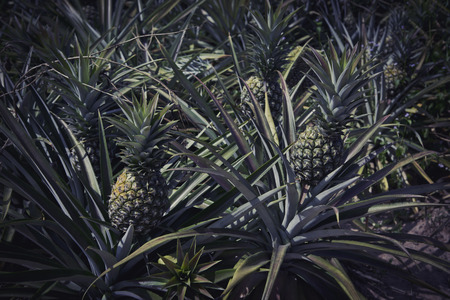 Pineapple farm in Sriracha, Chonburi, Thailandの写真素材