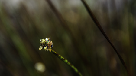 Colorful bug at flower with nature dew in forest