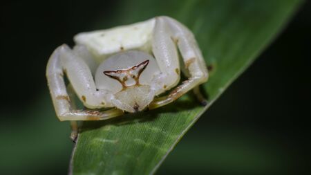 Crab spiders , Thomisus spectabilisの写真素材