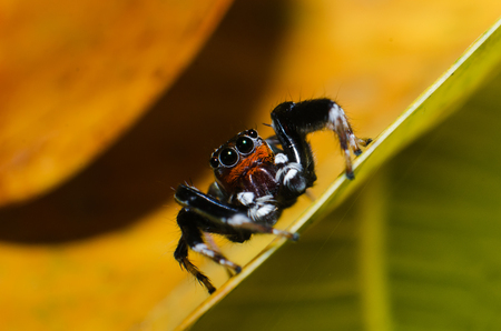 Jumping spider on green leafの写真素材