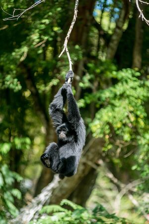 Gibbon hanging on tree branchの写真素材
